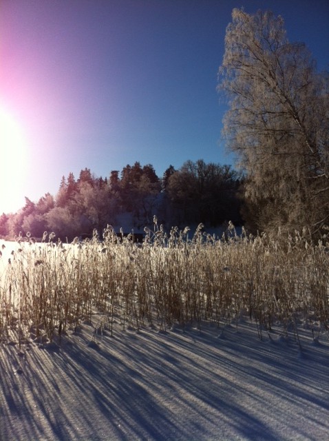 __Garnsviken 12-01-24.JPG